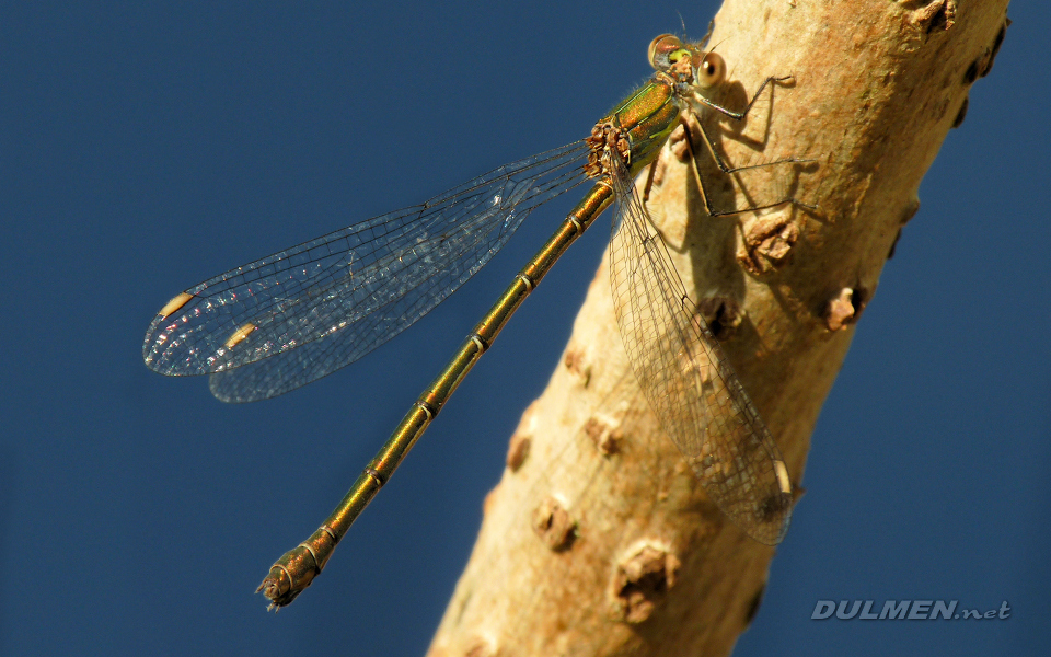 Western Willow Spreadwing (Female, Lestes viridis)